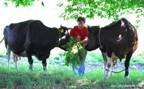Три корови дають молока на п’ять тисяч гривень щомісяця