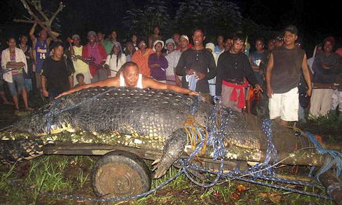 Найбільшого в світі крокодила вирішили залишити в неволі