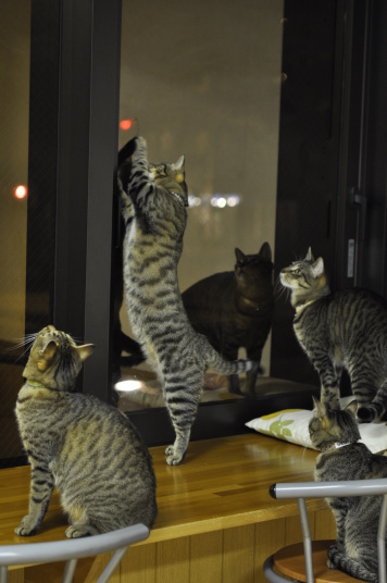Японці позбуваються втоми в «котячих» кафе