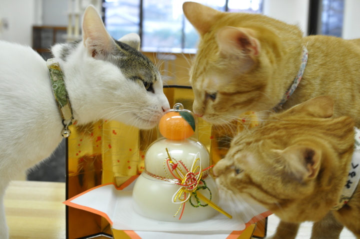 Японці позбуваються втоми в «котячих» кафе