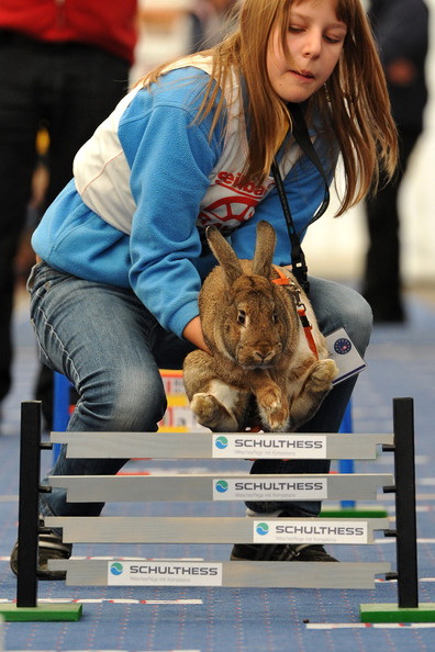 У Швейцарії влаштували кролячі перегони