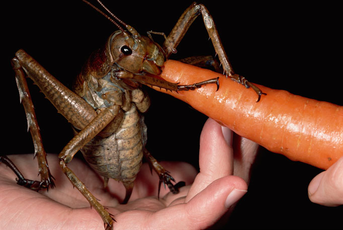 У Новій Зеландії знайшли найбільшу комаху в світі