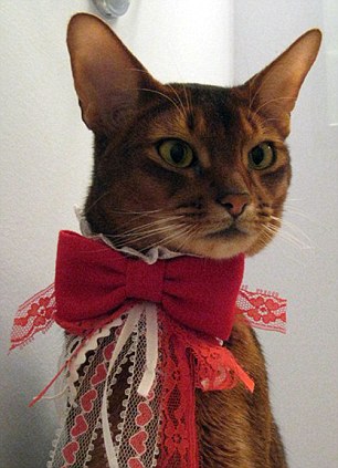 Дизайнерка з Нью-Йорка створює гламурне вбрання для котів