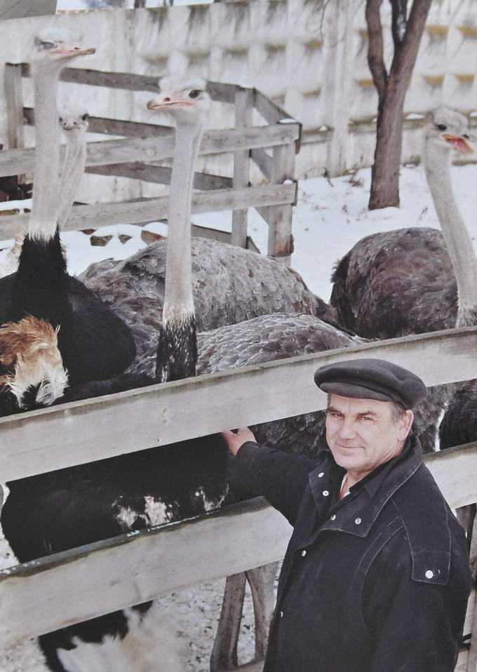 Фермери з Луцька в хліві тримають не свиней, а страусів