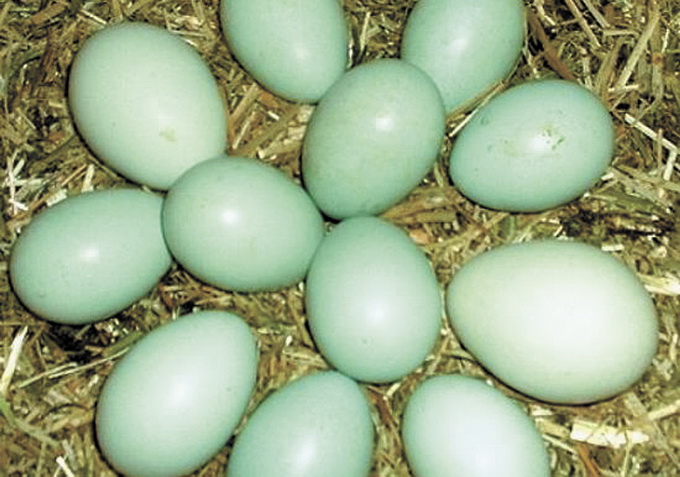 У волинському селі кури несуть бірюзові яйця