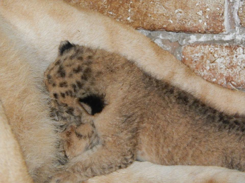 У Луцькому зоопарку народилося одразу троє левенят