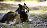 У Голлівуді заснували кінопремію для собак