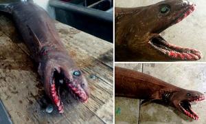 Австралієць упіймав доісторичну акулу з 300 зубами у пащі