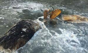 У битві за самку лосі вмерзли просто в льод (фото)