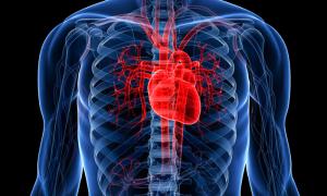 Медики розкрили секрет здорового серця 