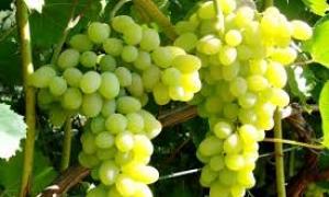 Виноград допомагає продовжити молодість 