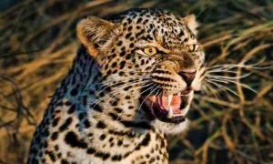 Леопард-людоїд вдерся у будинок і вбив чоловіка 