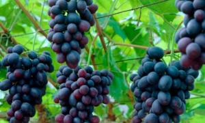 Звичайний виноград може врятувати від депресії