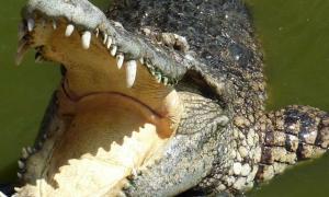 Крокодил розтерзав підлітка на очах у дядька