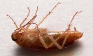 Вчені просять повернути в будинки тарганів