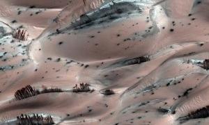 На Марсі виявлені гаї 