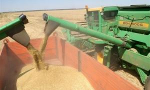 Цього року Україна експортує 17 млн. тонн зерна