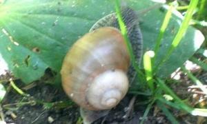 У мізках авcтралійця оселилися паразити після обіду слимаками