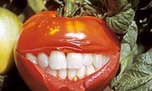 Маркування генетично-модифікованих організмів розпочнуть з 2010 року