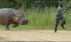 Єгер перебив бегемоту трапезу  