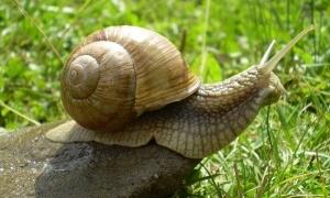 В ЄС равлики вважаються рибами, а морква - фруктом