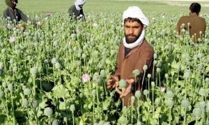 Ціна на афганський опіум найдешевша за останні 10 років