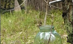 Лісівники застерігають, що не варто самостійно збирати березовий сік