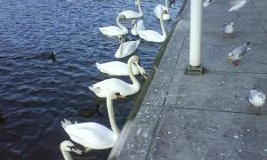 Гамбурзьких лебедів транспортували до місця зимівлі