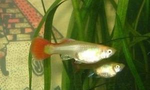 Датську журналістку звинуватили у вбивстві 12 акваріумних рибок шампунем