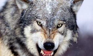 В одеському зоопарку вовки напали на 6-річну дівчинку