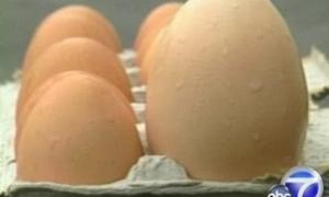 Курка знесла гігантське яйце