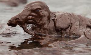 У Мексиканській затоці після розливу нафти зникла вся живність