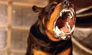 На Балі від епідемії сказу померло вже 100 людей