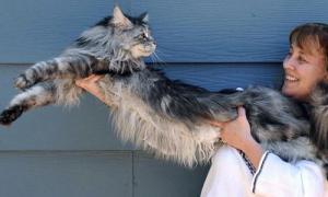 В Америці живе найдовший у світі кіт