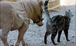 У США живе кінь-карлик розміром з кота 