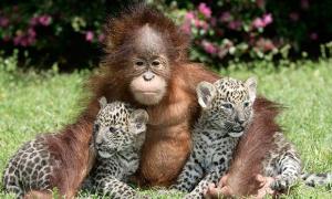 На Землі відбувається наймасштабніше за останні роки вимирання тварин