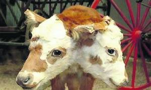 За кількістю чудовиськ Україна побила всі можливі рекорди