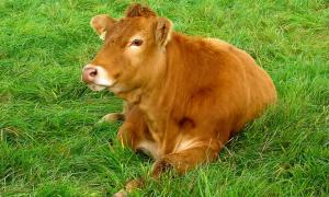 Уряд на 80 млн. гривень закупить вітчизняну техніку і корів