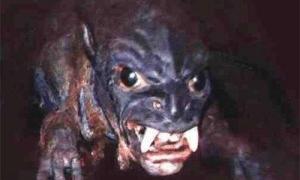 Хижак-вампір поселився на Волині!