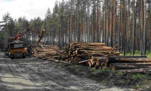 На Волинь з’їхалися усі лісники країни