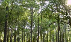 Волинських лісів стало більше на 50 гектарів