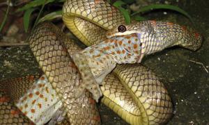 У джунглях Азії живуть літаючі змії. Відео