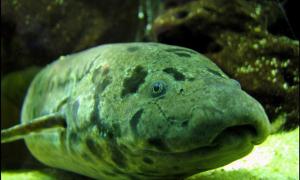 В Японії електрику для ялинкової гірлянди даватиме вугор