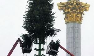 На Майдані встановлюють головну ялинку країни