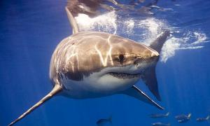 В Єгипті акули здійснили кілька нападів на туристів