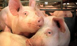 Собівартість м’яса свинини — 23 гривні