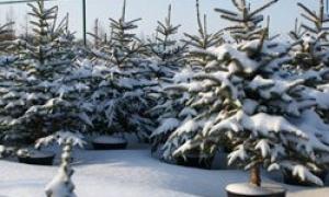 Волинські лісники заготовили ялинок для 100 тис. українських сімей