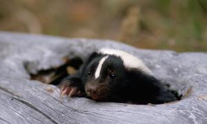 Скунс «засмородив» різдвяні подарунки для дітей