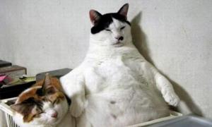 Британські домашні тварини змагатимуться у скиданні зайвої ваги