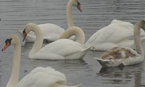 Під опікою міських екологів знаходяться 82 лебеді